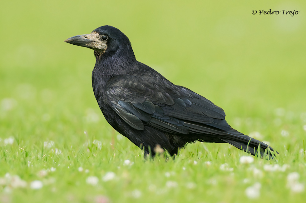 Graja (Corvus frugilegus)